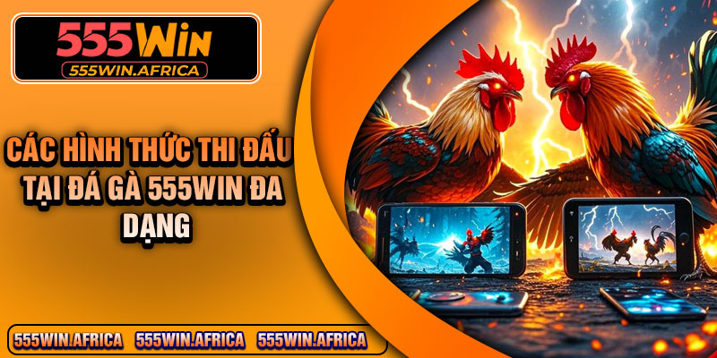 Các hình thức thi đấu tại đá gà 555Win đa dạng